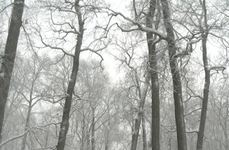 Снегопад снег дерево холод мороз
