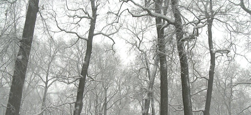 Снегопад снег дерево холод мороз